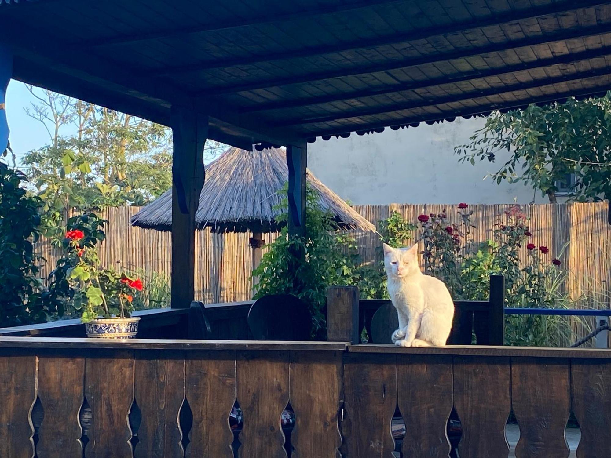 ホテル Casa Soarelui ムリギオル エクステリア 写真